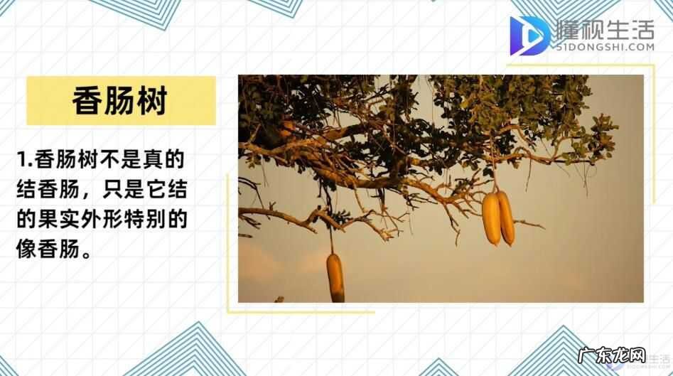 香肠树果实切开图？ 香肠树真的可以结香肠？