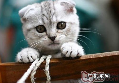 让猫咪自己挑选猫砂