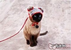 暹罗猫口腔护理的办法