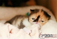 为什么猫咪有搓弄人身体的习气