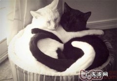 猫咪为什么喜爱竖尾巴、贴鼻子