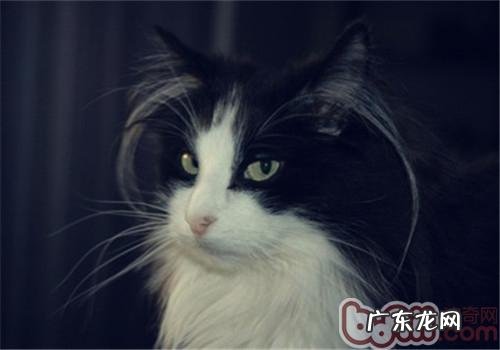长毛猫温柔大方的原因安在