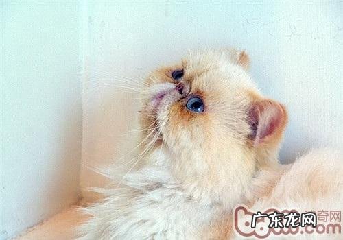 喜马拉雅猫的选购技巧