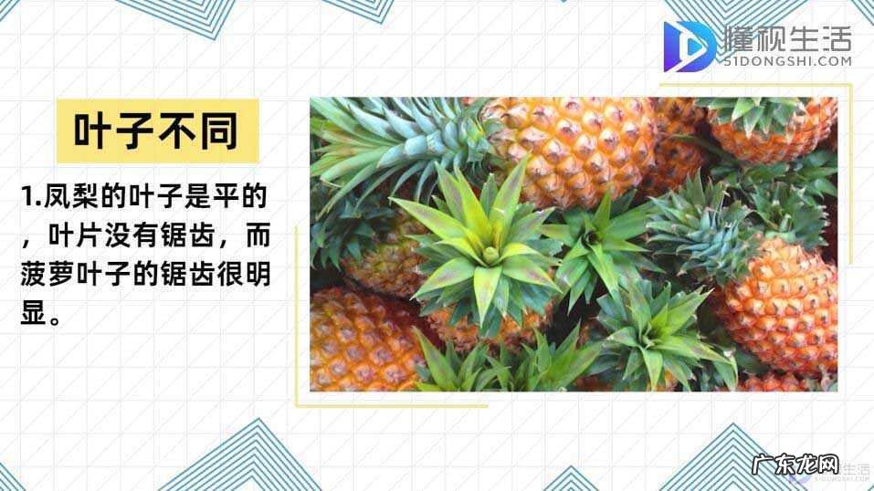 菠萝和凤梨的区别在哪里? 凤梨与菠萝的区别