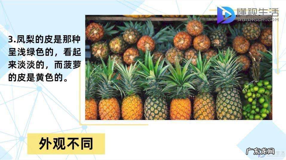 菠萝和凤梨的区别在哪里? 凤梨与菠萝的区别