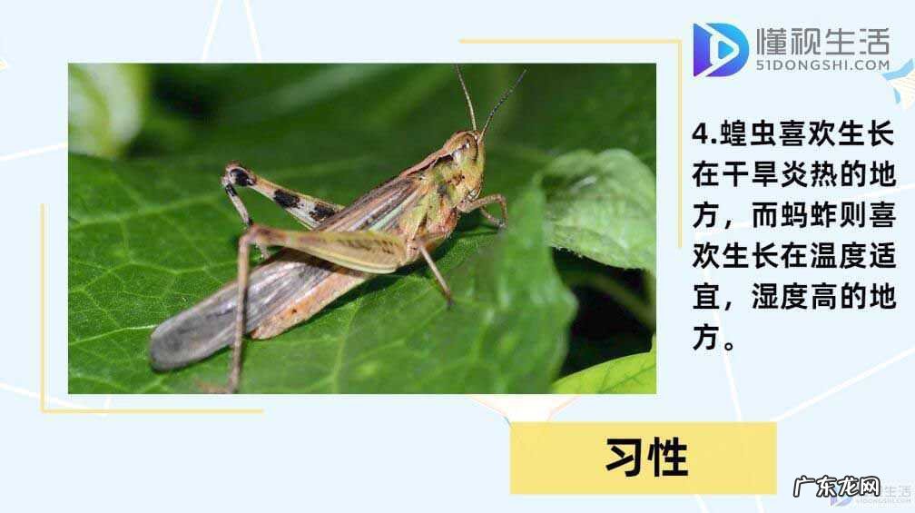 蝗灾时蝗虫真的吃人吗? 蝗虫和蚂蚱的区别