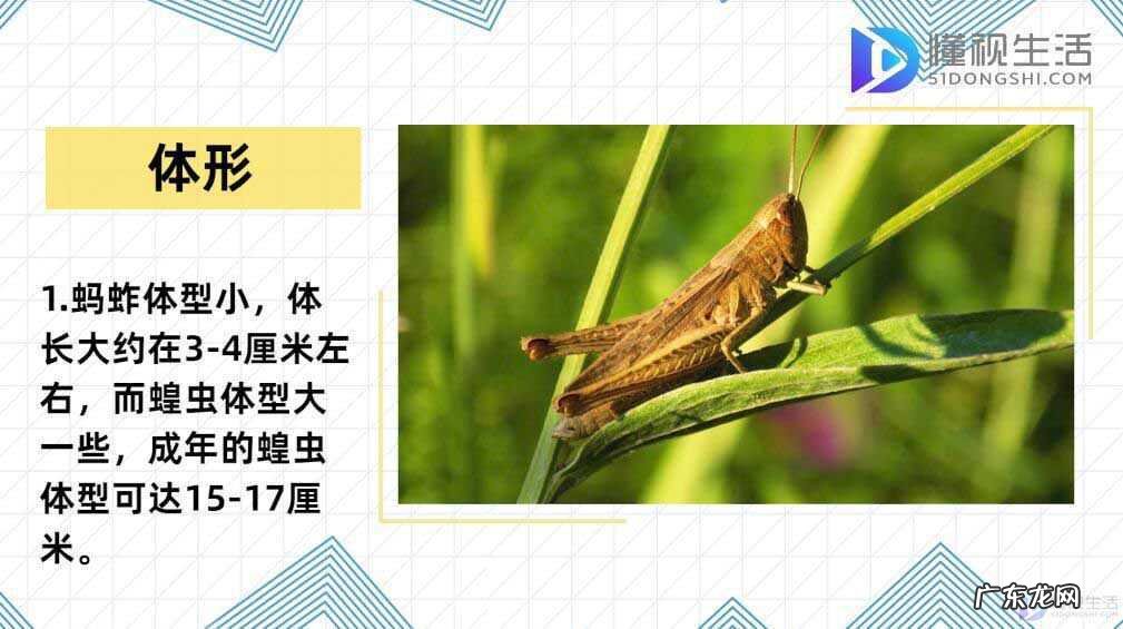 蝗灾时蝗虫真的吃人吗? 蝗虫和蚂蚱的区别