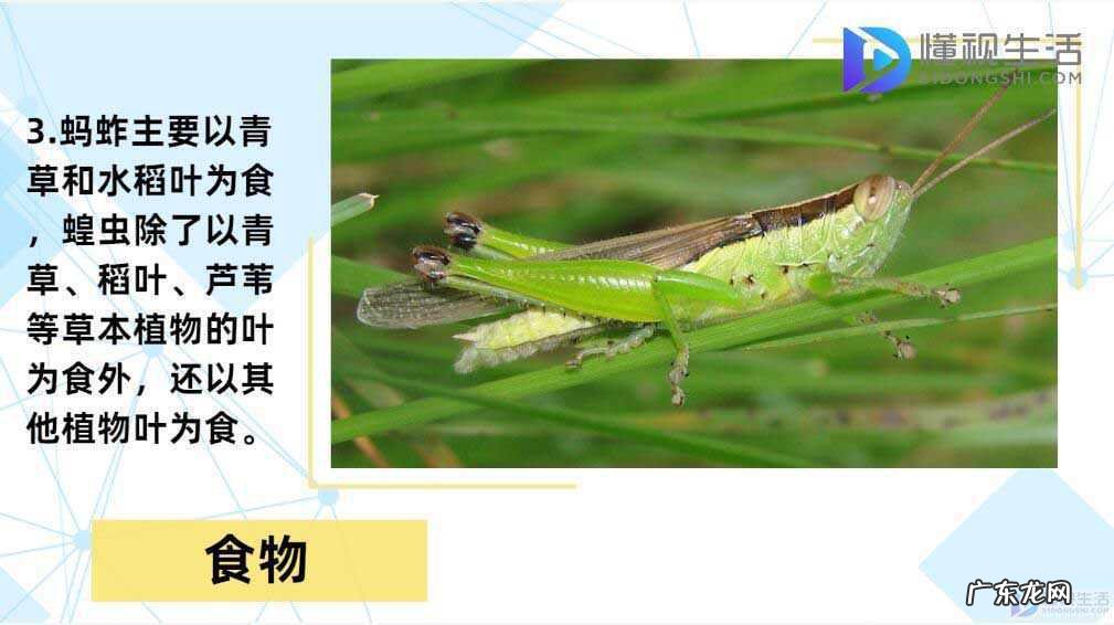 蝗灾时蝗虫真的吃人吗? 蝗虫和蚂蚱的区别