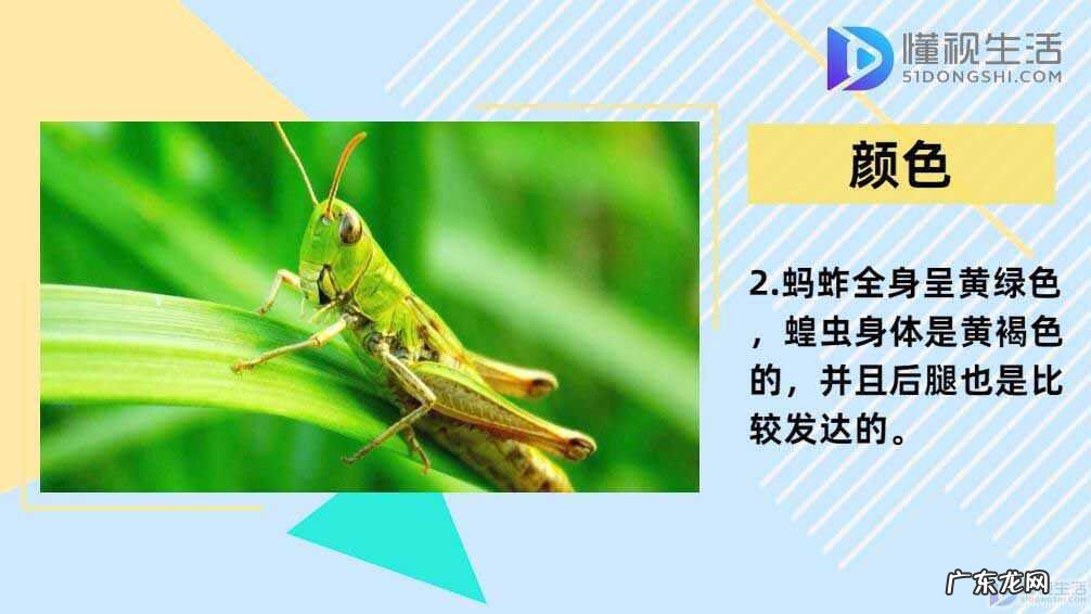 蝗灾时蝗虫真的吃人吗? 蝗虫和蚂蚱的区别