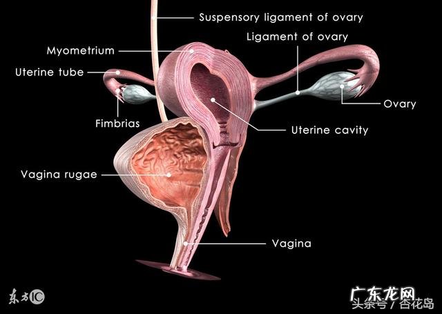 对于一个青春期的女孩子。该注意什么?