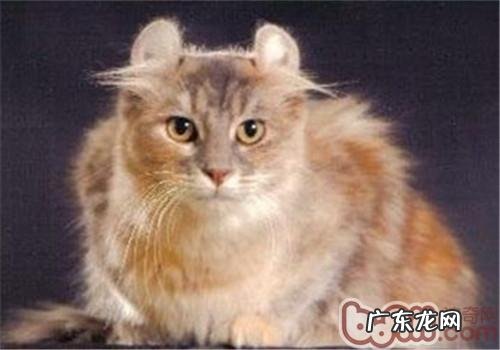 美国卷耳猫怎样养?