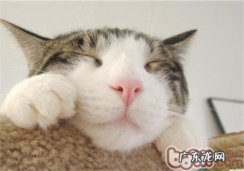 宠物猫脱毛怎么办?