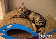 被猫咪抓伤后该怎样处理？
