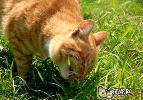 猫科动物常见吐逆行为剖析