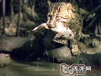 捕鱼高手——渔猫