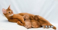 阿比西尼亚猫的生长习性及物种来源