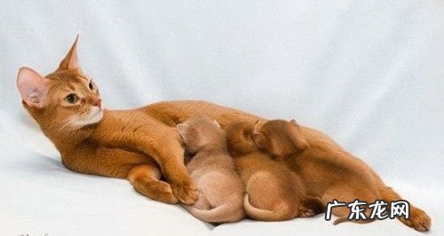 阿比西尼亚猫的生长习性及物种来源
