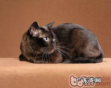 猫咪的性情类型与磨爪的天分