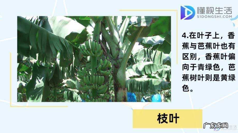 芭蕉的害处? 芭蕉和香蕉的区别