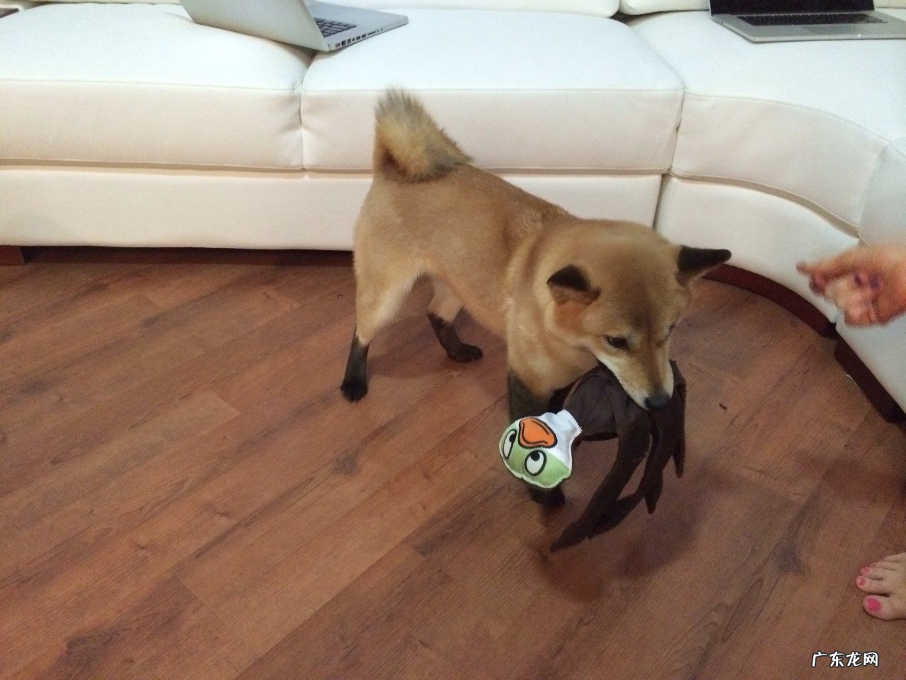 减肥加热药包是哪些药?请大师指点