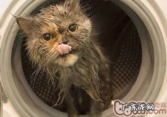 猫咪洗澡可以用人类的洗发水吗？