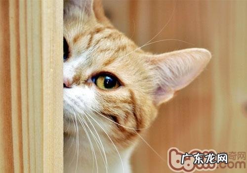 怎么回绝猫咪的乞食
