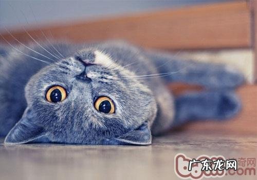 不会在猫砂盆里大便的猫咪