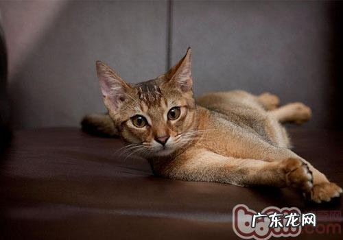为伙伴整理毛发的猫咪