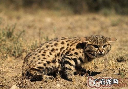 健康的猫咪也会尿床