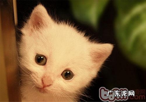 猫咪不运用猫砂盆的暗示