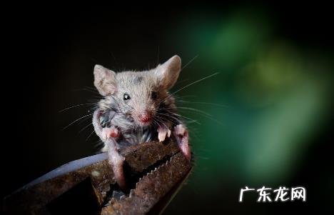 细胞能否分裂与寿命长短有关吗 细胞能延长生命吗？有什么科学依据？