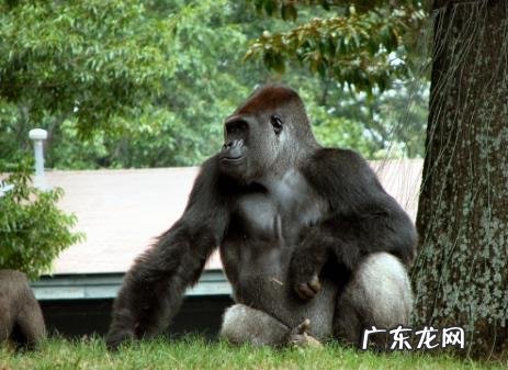 细胞能否分裂与寿命长短有关吗 细胞能延长生命吗？有什么科学依据？