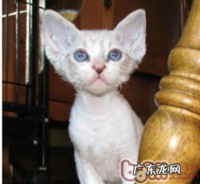 卷毛猫独有的特性魅力