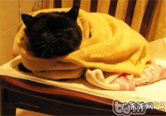 猫咪烘干箱要慎用