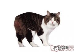 带盖的猫厕所并不合适一切的猫咪