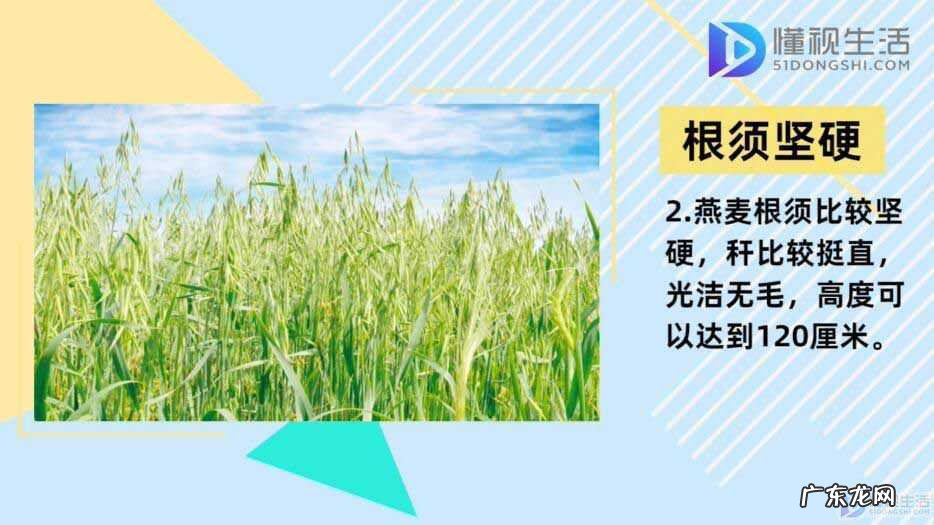 早餐长期吃燕麦的坏处？ 燕麦是什么