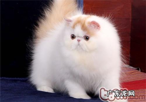 波斯猫毛发的护理办法