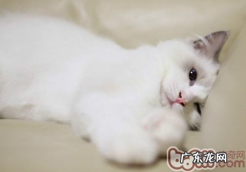 导致猫咪惧怕老鼠的原因