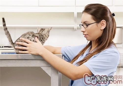 猫咪是否也要“婚前查看”