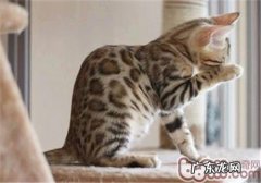 猫咪清洁中简单被疏忽的细节