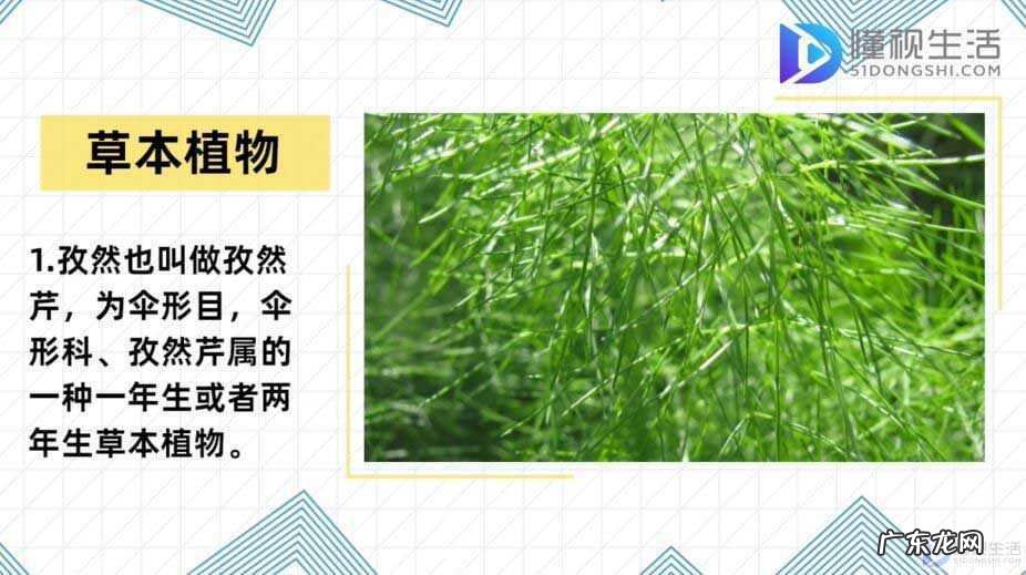 孜然图片? 孜然是什么