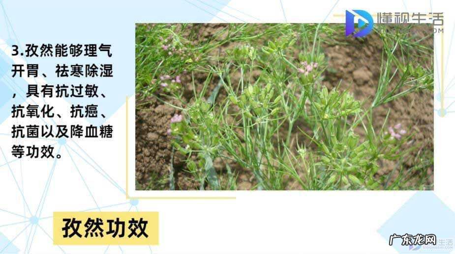 孜然图片? 孜然是什么