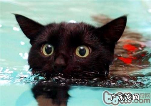 猫很怕洗澡、下雨和水的原因