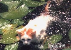 爱游水的猫——土耳其梵科迪斯猫简介