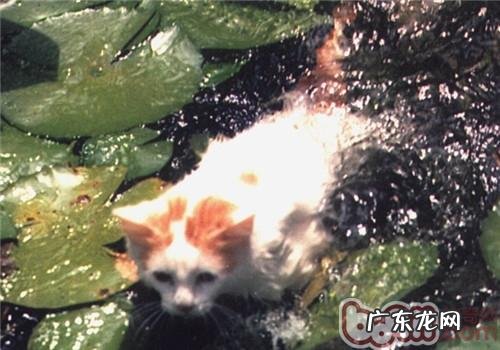 爱游水的猫——土耳其梵科迪斯猫简介
