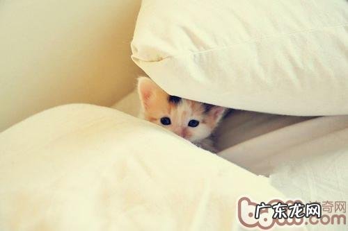 给猫咪洗澡太勤有损伤