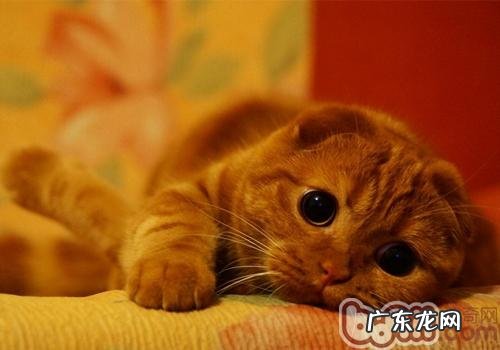 怎么防止猫咪单独在家时搞破坏