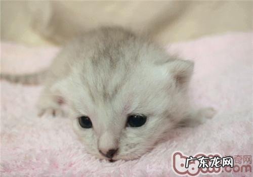 猫咪洗澡后怎么吹干？