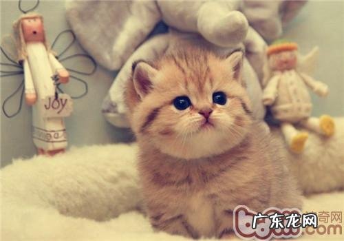 幼猫应该吃什么样的猫粮?