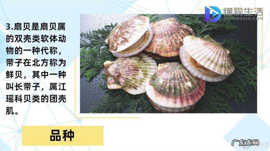 带子好吃还是扇贝好吃? 带子和扇贝的区别